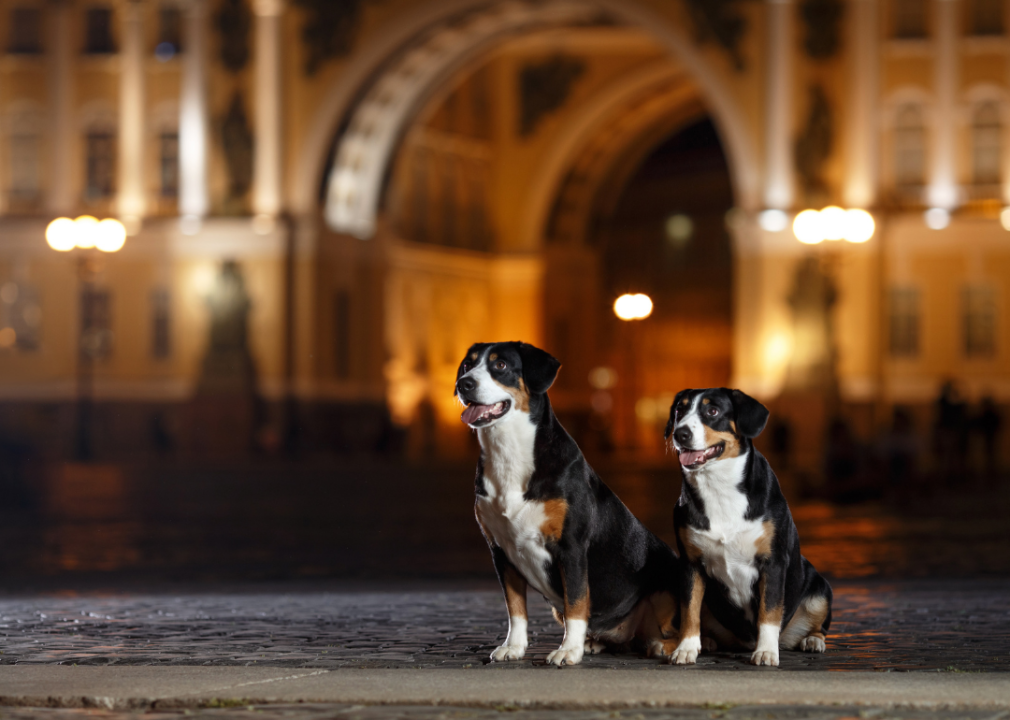 #25. Entlebucher mountain dog